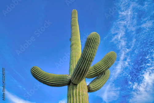 Low angle view of saguaro cactus with four arms in Tucson, Arizona