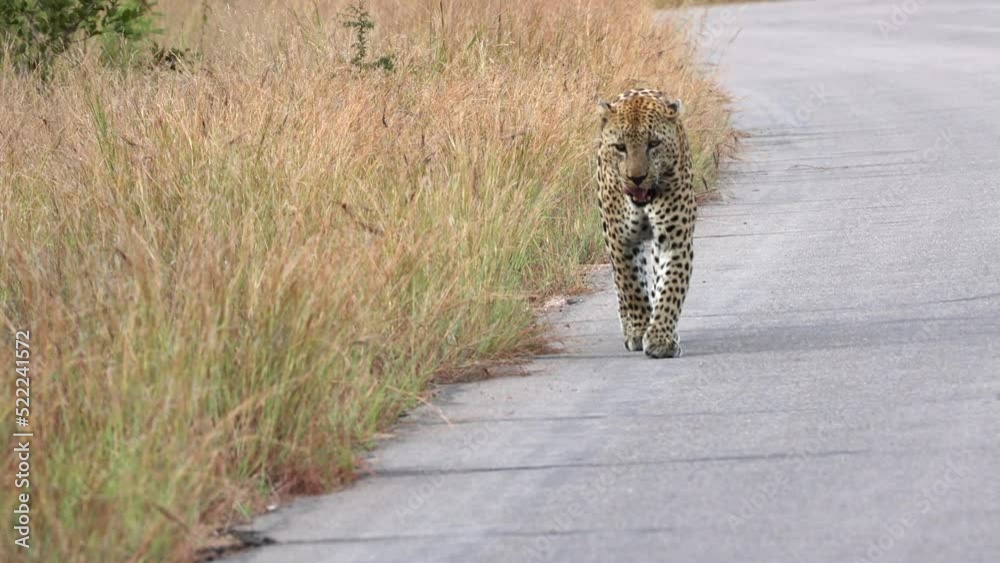 A leopard walks on a road in the African bush toward the camera, revealing a close-up of its face and beautiful spotted fur as it passes.