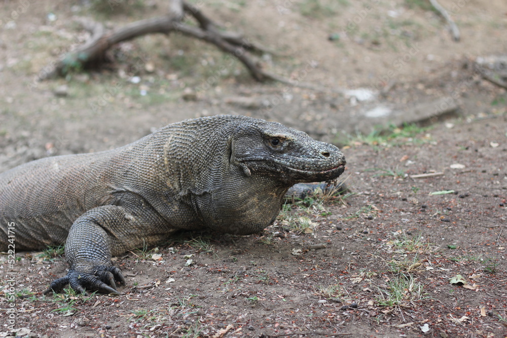 Komodo dragon is on the ground. Interesting perspective. The low point shooting. Indonesia. Komodo National Park. An excellent illustration. Komodo dragon is on the ground. Interesting perspective. The low point shooting. Indonesia. Komodo National Park. An excellent illustration.