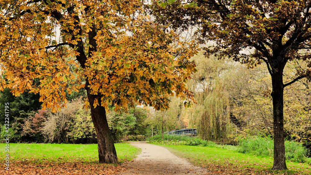 Naklejka premium autumn in the park