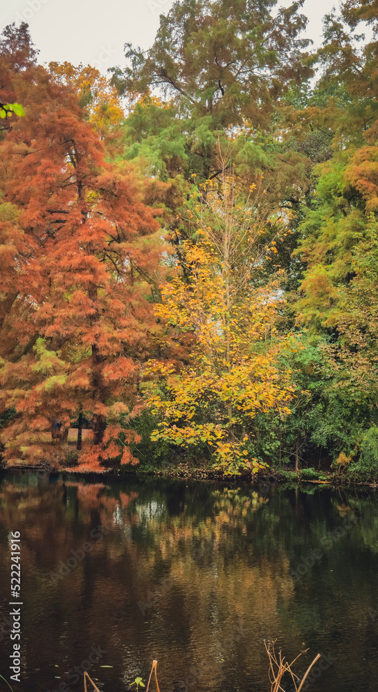 autumn in the forest in the park in Amsterdam