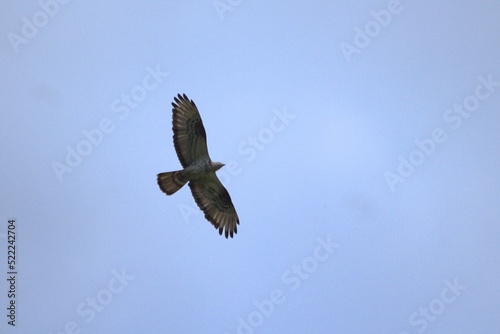 red tailed hawk