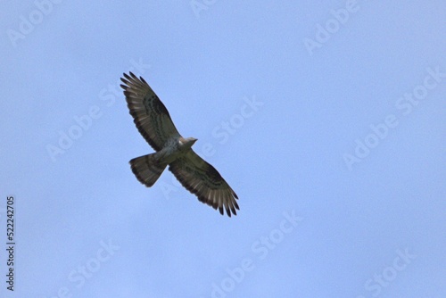 hawk in flight © Сергей Пахмутов