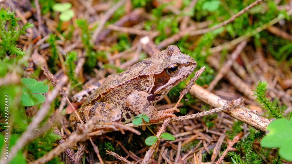 Common frog in Latvian forest, in lush green moss in summer Common frog in Latvian forest, in lush green moss in summer