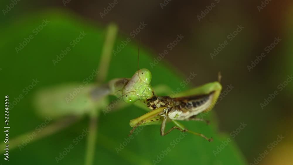 Praying Mantis Eating Grasshopper On a Leaf Praying Mantis Eating Grasshopper On a Leaf