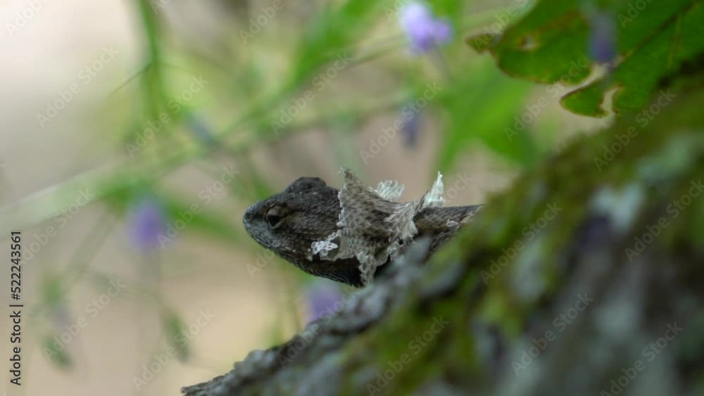 Curious Fence Lizard Shedding Skin Looking Around Curious Fence Lizard Shedding Skin Looking Around