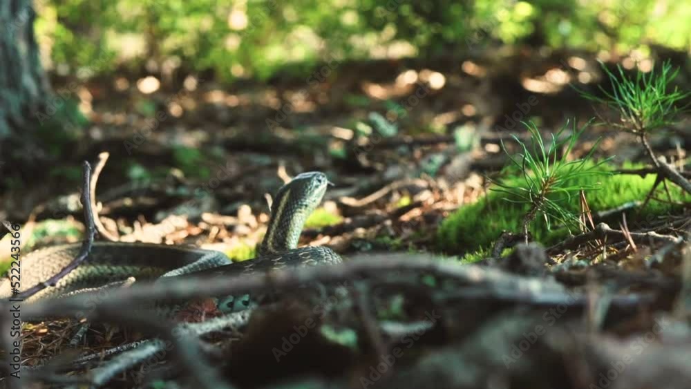 Garter Snake Slithers Through Leaves and Sticks Garter Snake Slithers Through Leaves and Sticks