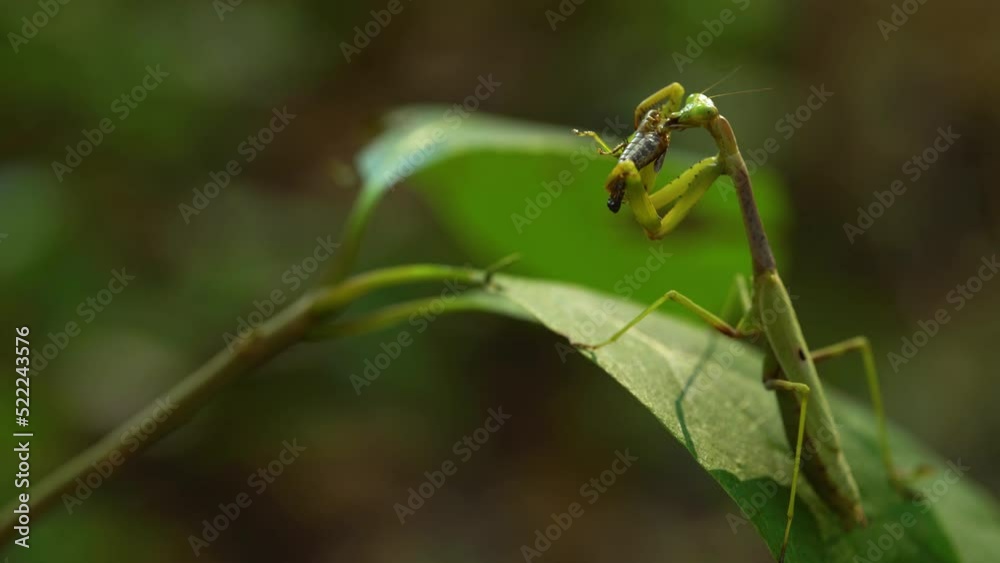 Praying Mantis on a Leaf Eating a Bug Praying Mantis on a Leaf Eating a Bug