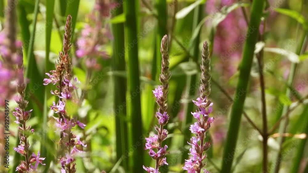 Wonderous hovering hummingbird moth feeds on the nectar of a flower in bloom Wonderous hovering hummingbird moth feeds on the nectar of a flower in bloom