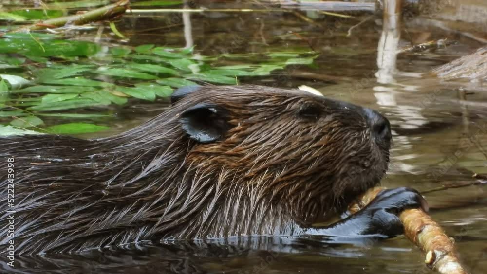 a solitary beaver intently gnawing on a stick in the shallows near a riverbank
a solitary beaver intently gnawing on a stick in the shallows near a riverbank