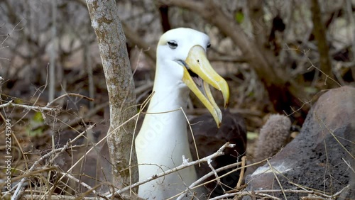 Adult Waved Albatross Cawing From Nest On Punta Suarez, Espanola Island Galapagos. Slow Motion photo