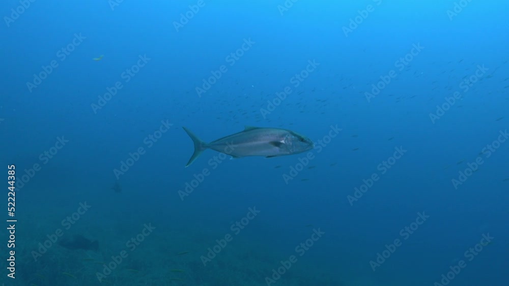 Marine life - Alohe jack fish swimming around the camera Marine life - Alohe jack fish swimming around the camera