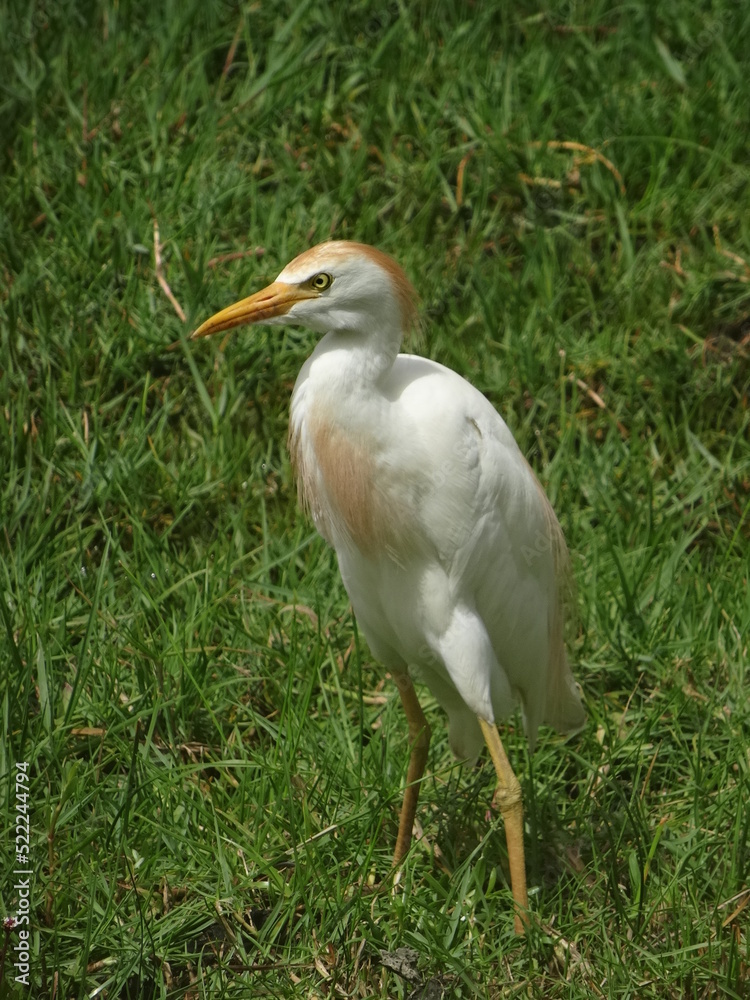 Une aigrette blanche dans un champ Une aigrette blanche dans un champ