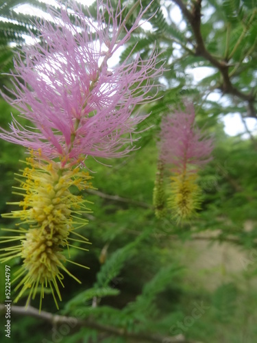 Deux fleurs tropicale violette et jaune