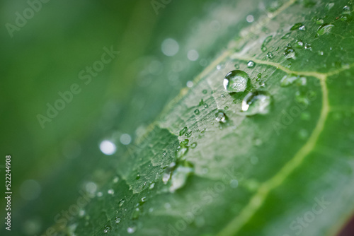 beautiful large clear raindrops on green leaves,morning dew drops glow in the sun beautiful leaf texture in nature nature background.