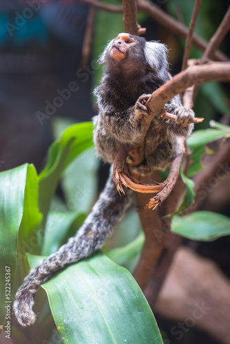 Common Marmoset - Callithrix jacchus
