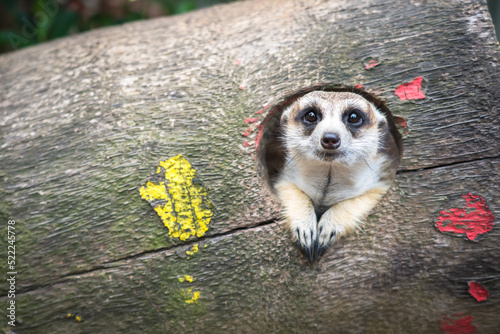 Fényképezés Meerkats living in captivity perform actions as if they were living in the wild