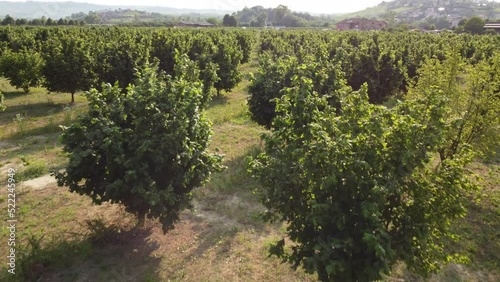 Hazelnut Trees Agriculture Field