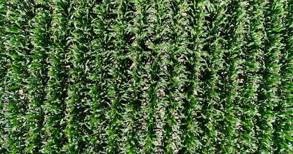 Aerial shot of a corn field at birdview angle Aerial shot of a corn field at birdview angle