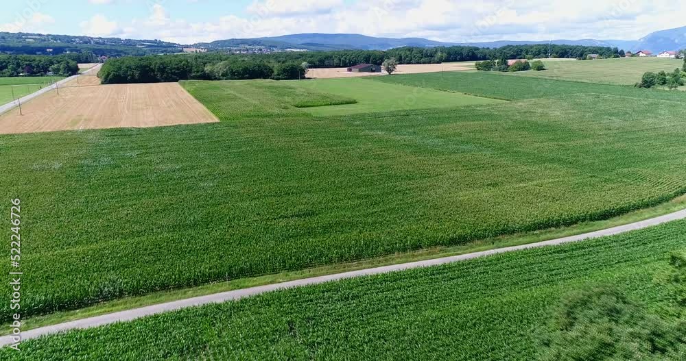 Aerial shot of a huge corn field in the countryside around Geneva Aerial shot of a huge corn field in the countryside around Geneva