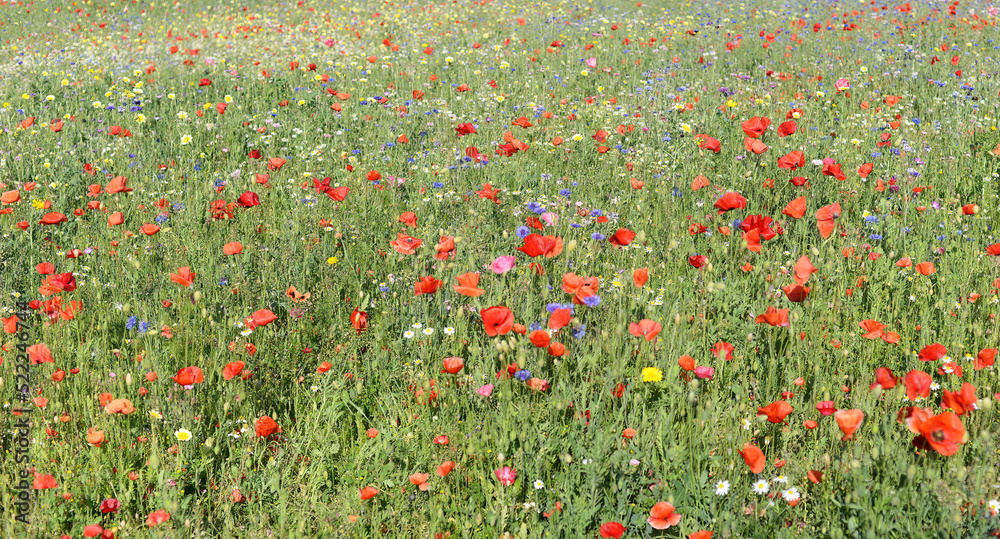 Summer field with different sorts of meadow flowers
