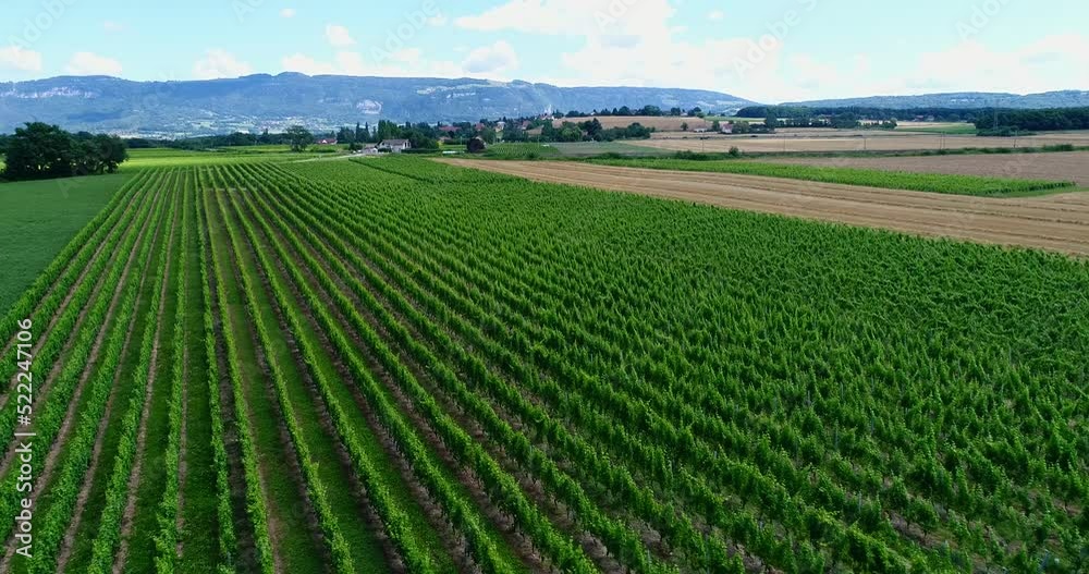 Aerial shot of a vineyard with other fields around it Aerial shot of a vineyard with other fields around it