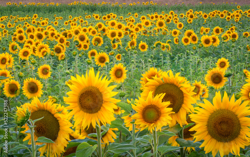 sunflower field in summer