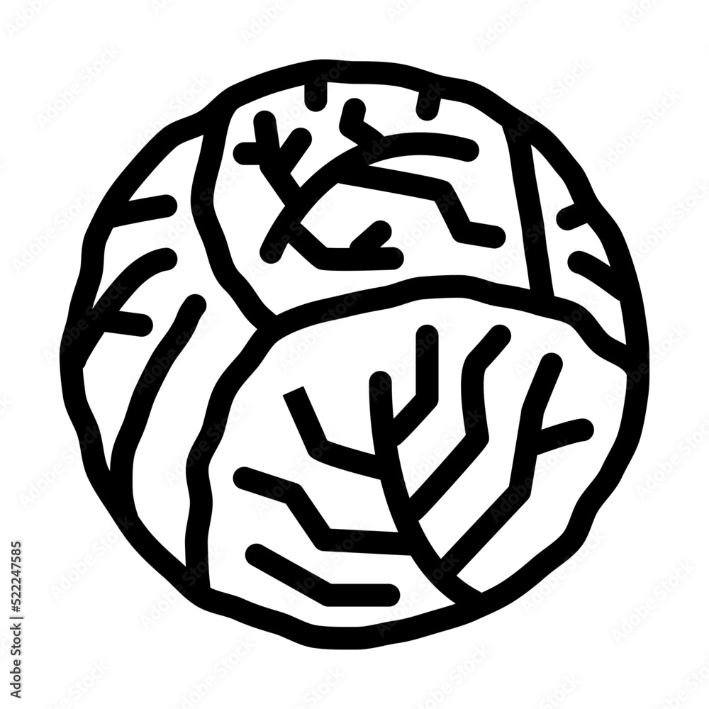 cabbage one whole line icon vector. cabbage one whole sign. isolated contour symbol black illustration cabbage one whole line icon vector. cabbage one whole sign. isolated contour symbol black illustration