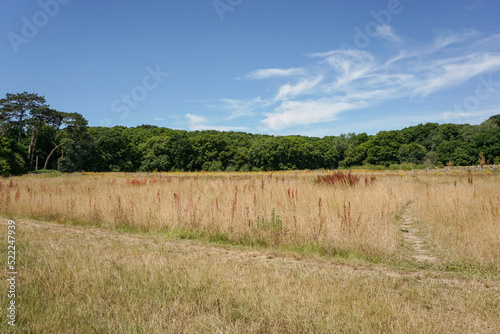 Dry grass landscape during heatwave in summer. Open wild grassland with woodland trees in background. 