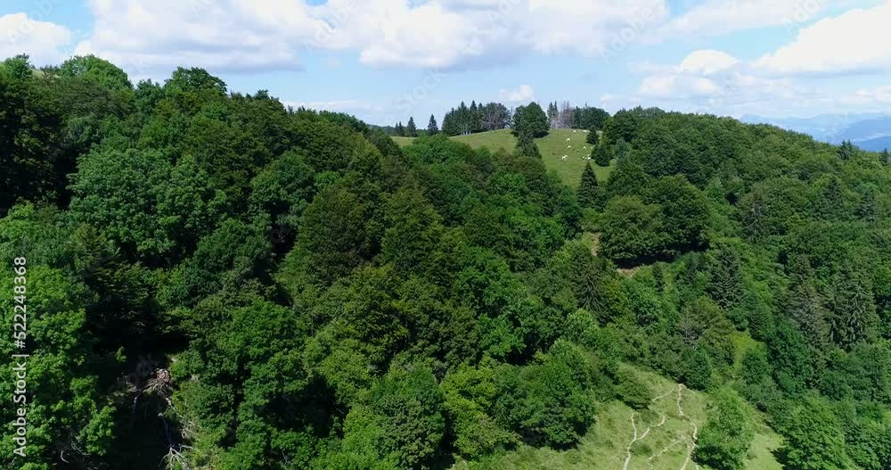 Aerial shot of a mountain covered in forest and grass field with cows Aerial shot of a mountain covered in forest and grass field with cows