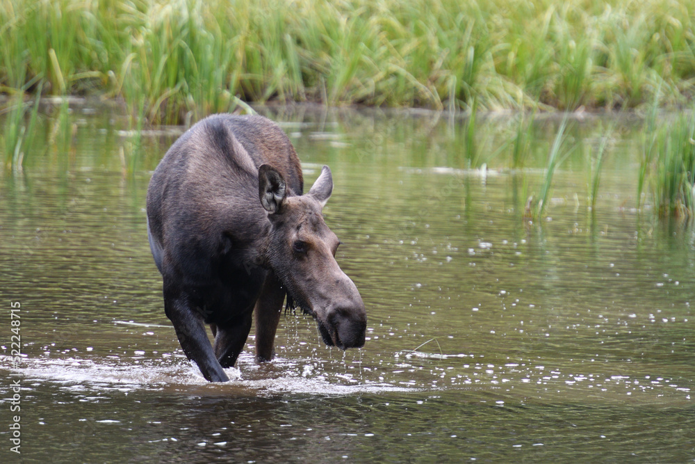 Moose in the lake in Grand Teton National Park USA Moose in the lake in Grand Teton National Park USA