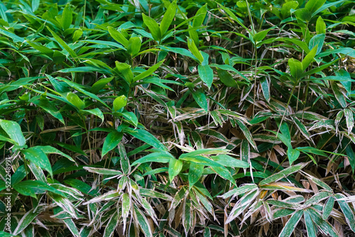 Bamboo Field