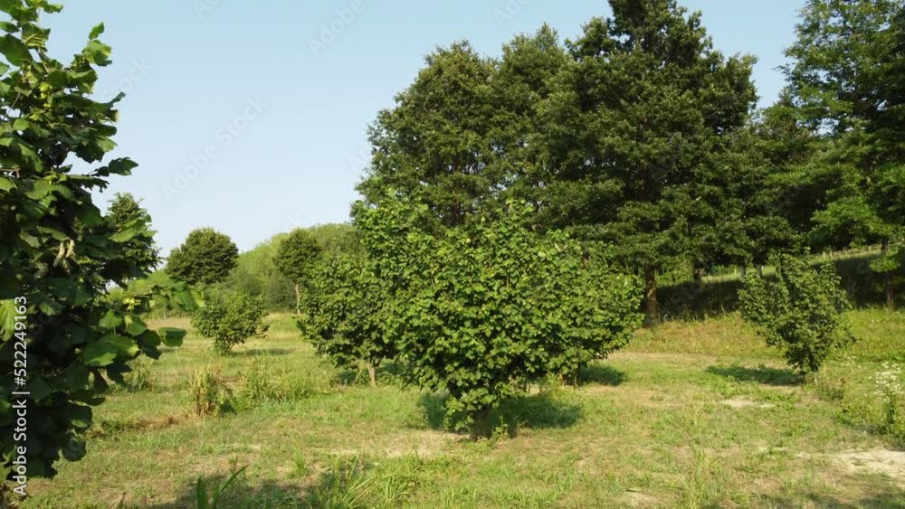 Hazelnut Trees Agriculture Field Hazelnut Trees Agriculture Field