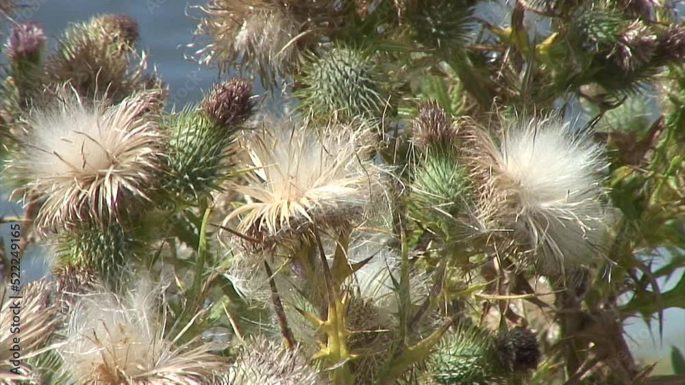 Close up of Tall Cotton Thistle (Onopordum Acanthium) growing in England, UK. Close up of Tall Cotton Thistle (Onopordum Acanthium) growing in England, UK.