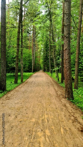 Path in the woods