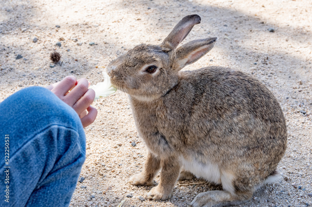 ウサギの島 大久野島の野生のアナウサギへの餌やり 広島県竹原市忠海町 A child feeding a wild rabbit inhabiting Okunoshima island, famous for Rabbit Island, in Tadanoumi-town, Takehara-city, Hiroshima pref. Japan ウサギの島 大久野島の野生のアナウサギへの餌やり 広島県竹原市忠海町 A child feeding a wild rabbit inhabiting Okunoshima island, famous for Rabbit Island, in Tadanoumi-town, Takehara-city, Hiroshima pref. Japan
