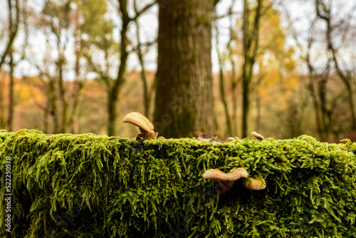 mushroom growing on a tree stump