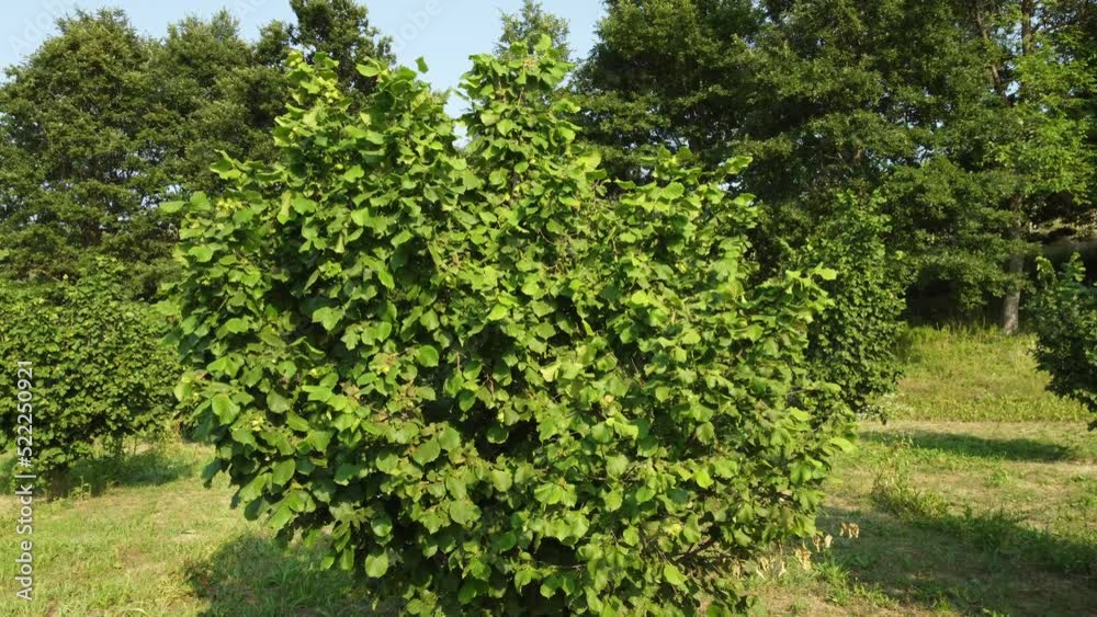 Hazelnut Trees Agriculture Field Hazelnut Trees Agriculture Field