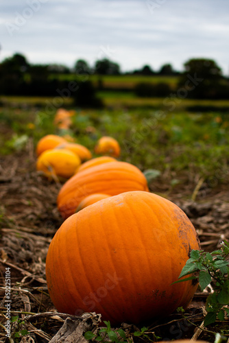 Pumpkins in a line in the field