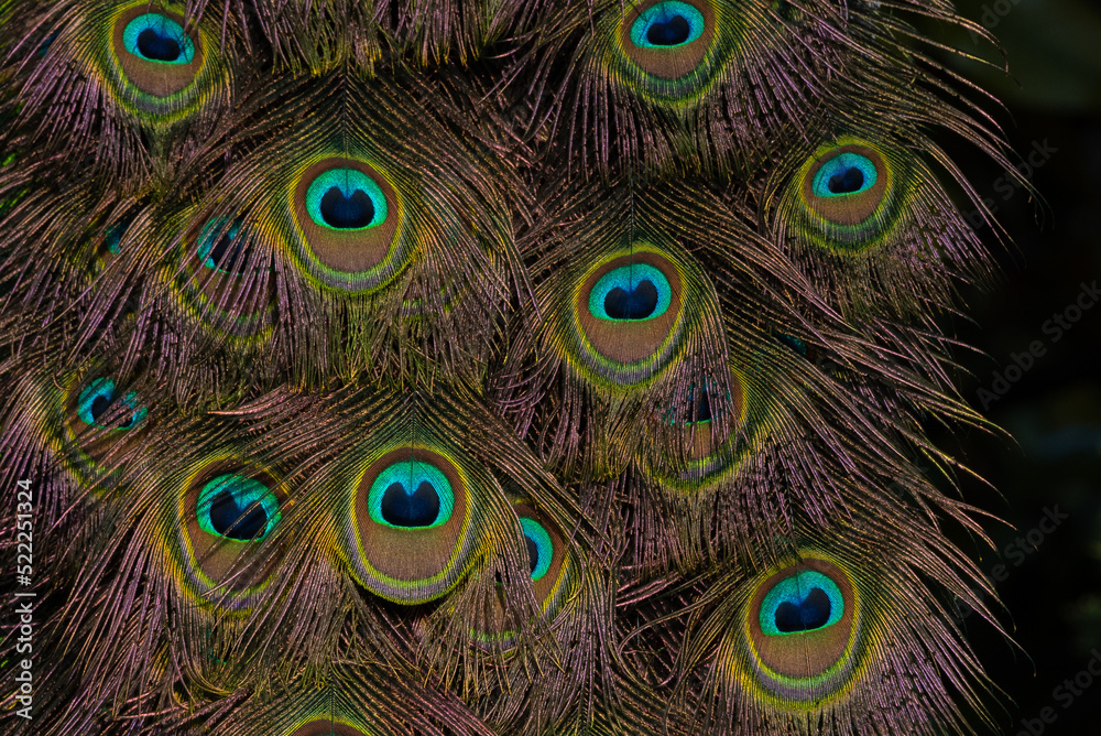 Fototapeta premium peacock feather close up