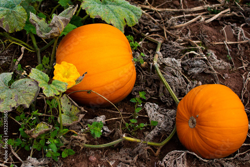 pumpkins growing