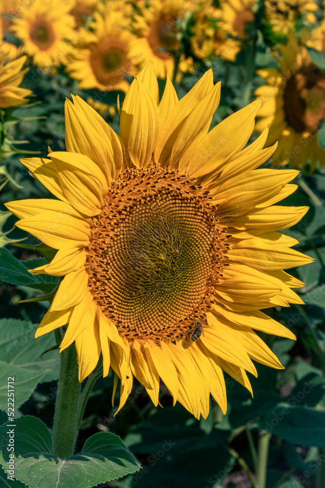 Fototapeta premium yellow sunflower on the field in Ukraine