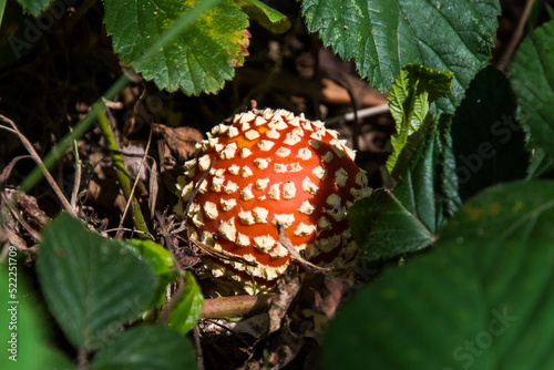 Toadstool in leaves