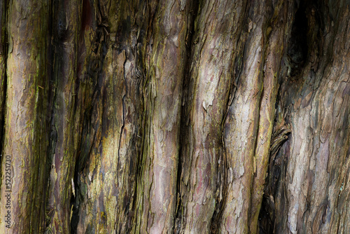 Tree Bark detail