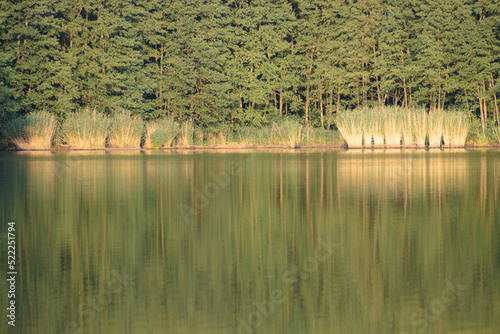 A forest and clumps of reeds reflected in the lake