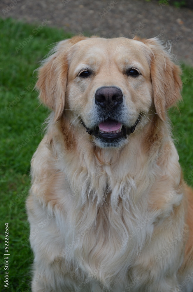 A beautiful old Golden Retriever .
A beautiful old Golden Retriever .