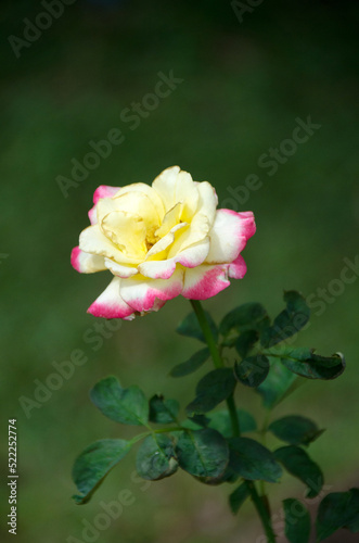 Double Delight Rose. Fresh roses with dark green leave in  background.