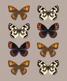 Color image of Satyridae butterflies.