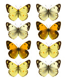 Color image of Yellows butterflies.
