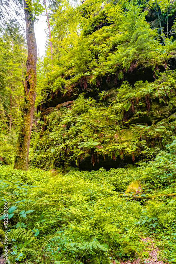 Magical enchanted fairytale forest with fern, moss, lichen and sandstone rocks at the hiking trail Devil chamber in the national park Saxon Switzerland near Dresden, Saxony, Germany. Magical enchanted fairytale forest with fern, moss, lichen and sandstone rocks at the hiking trail Devil chamber in the national park Saxon Switzerland near Dresden, Saxony, Germany.